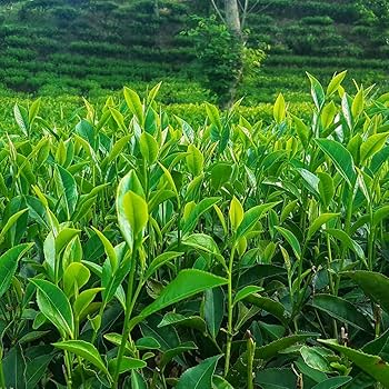 Rich in catechins